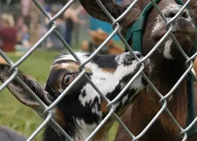 Poultry-Fencing