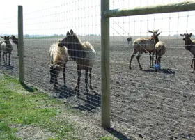 Wildlife-Fencing